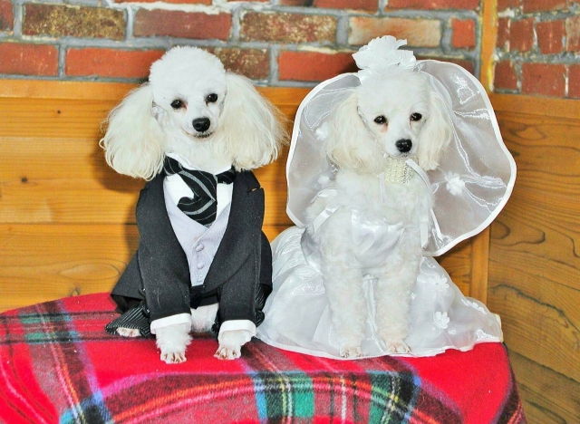 三高の男性だってちょっとした努力で確実に成婚できるから！