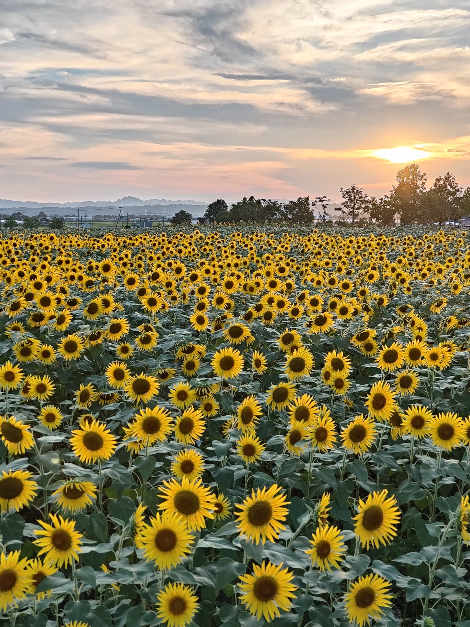 デートスポット✨ひまわりの丘公園🌻小野市