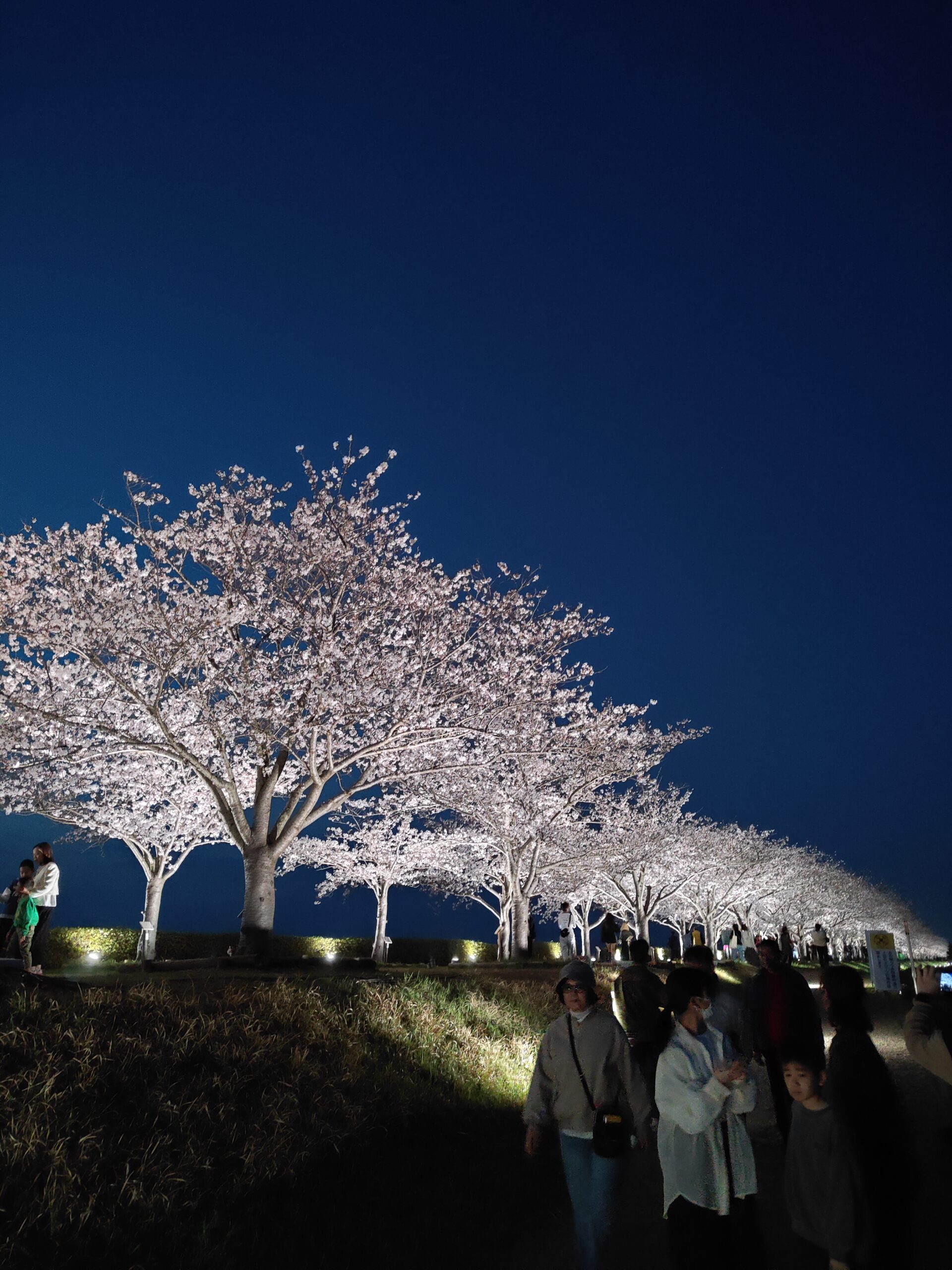 オススメのデートスポット🌸